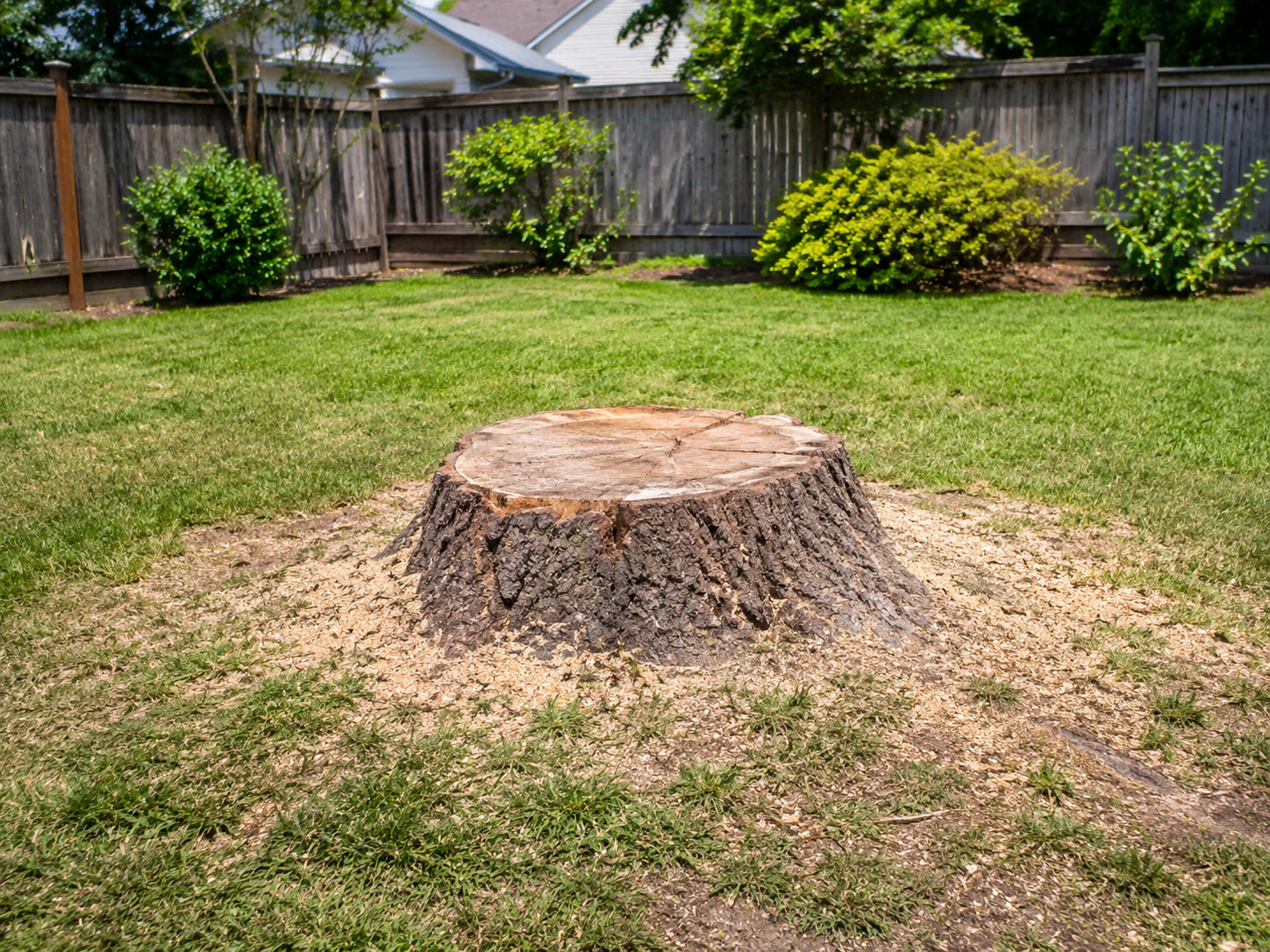 Large stump in backyard before grinding