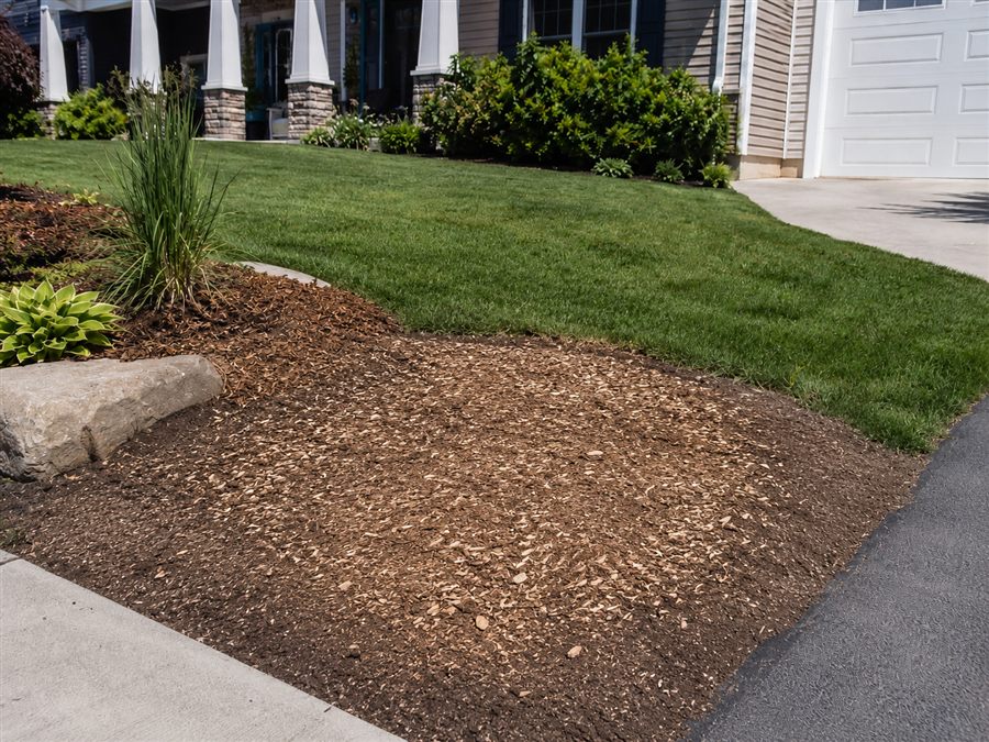 Clean front yard after stump removal