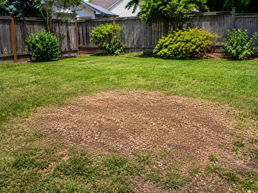 Clean backyard after stump removal