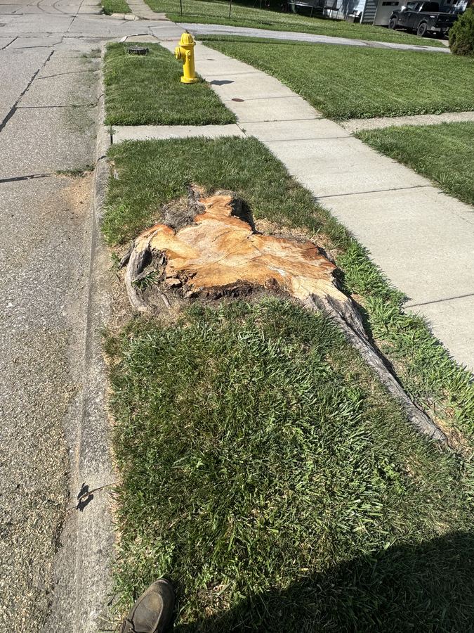 Large tree stump beside a sidewalk before grinding