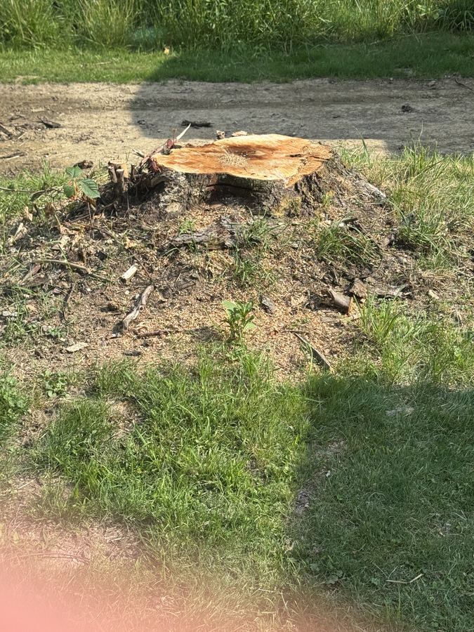 Freshly cut stump ready for grinding