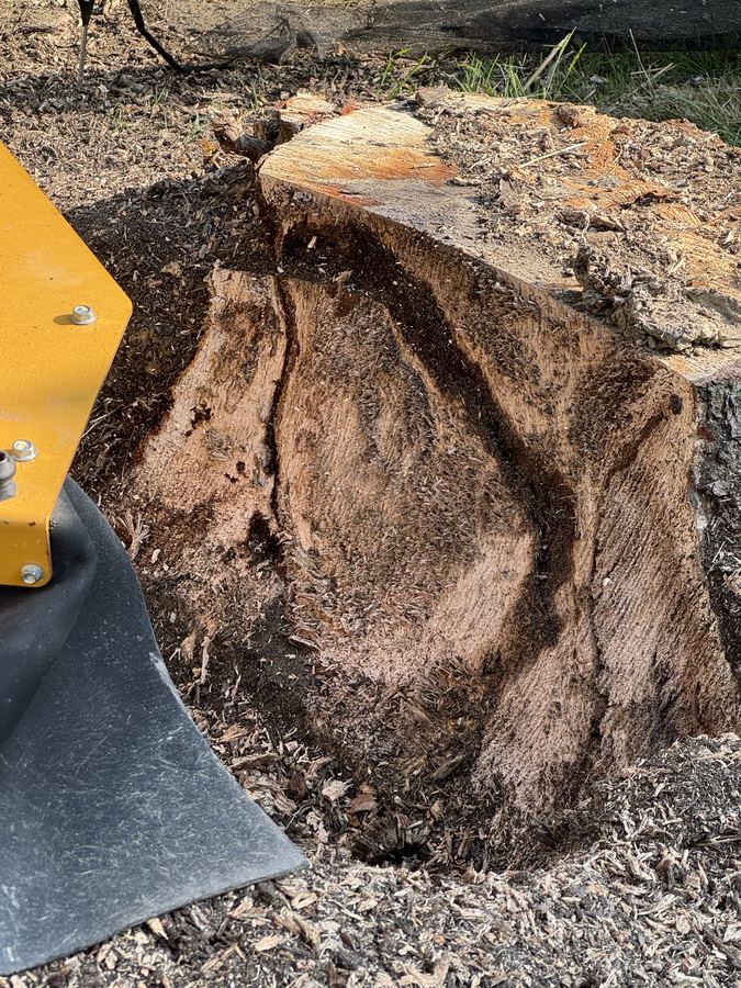 Close-up of a stump ground smooth and level
