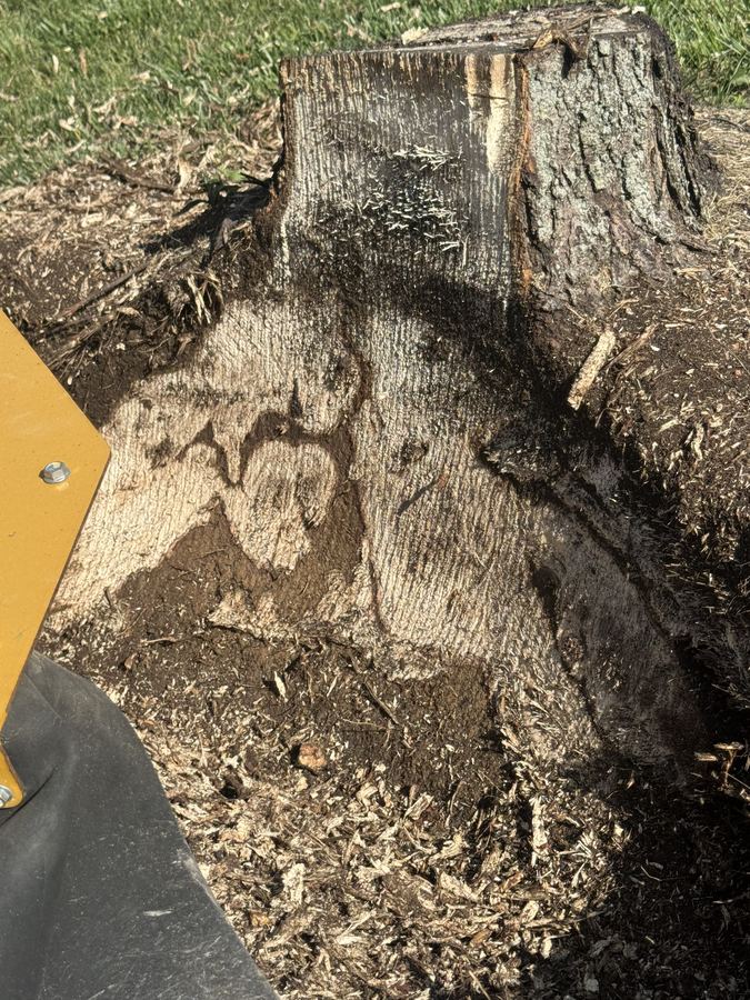 Close-up detail of a finished stump grind